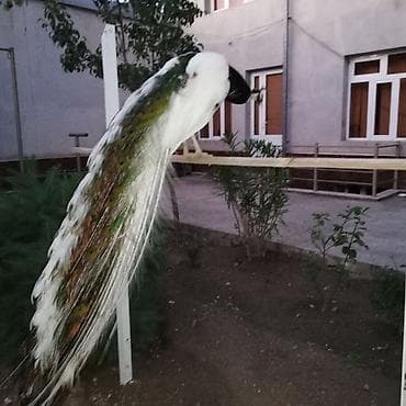 павлин голуби: Продаю павлинов этого года индийских и Арлекино — 7