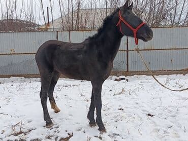 Жылкылар, аттар: Сатам | Байтал | Ат спорту — 3