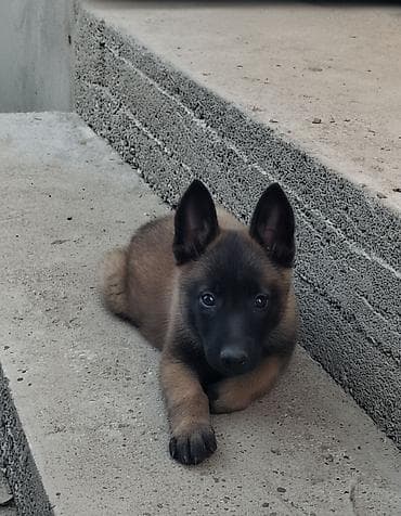 купить овчарку щенка: Бельгийская овчарка, 2 месяца, Самка, С прививкой, С родословной — 1