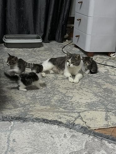 джек расл: Котята от кошки шатландская прямоухая .Есть котенок голубой окрас без — 4