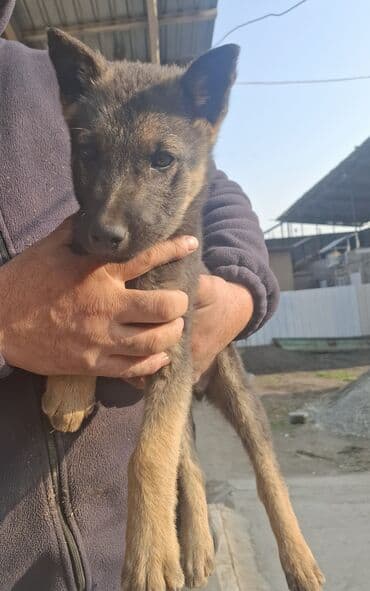 сколько стоит бульдог: Бельгийская овчарка, 3 месяца, Самец, С прививкой — 4
