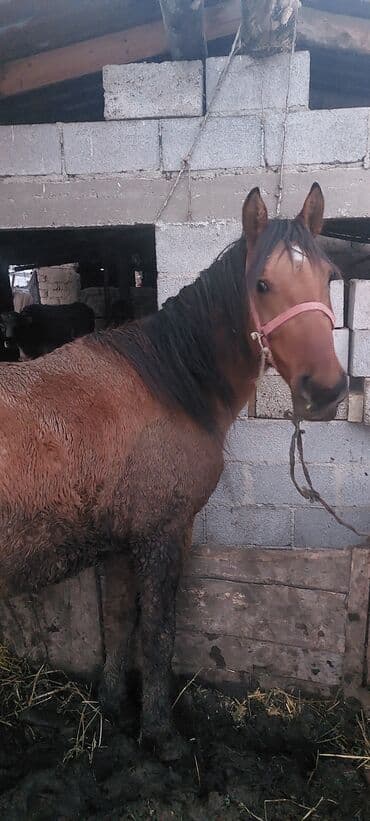 далматинец купить: Продаю | Кобыла (самка) | Для разведения — 3