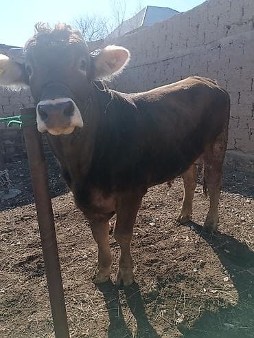 на племя: Продаю | Бык (самец) | Швицкая, Бельгийская | На откорм, Для разведения | Племенные, Осеменитель, Искусственник — 8