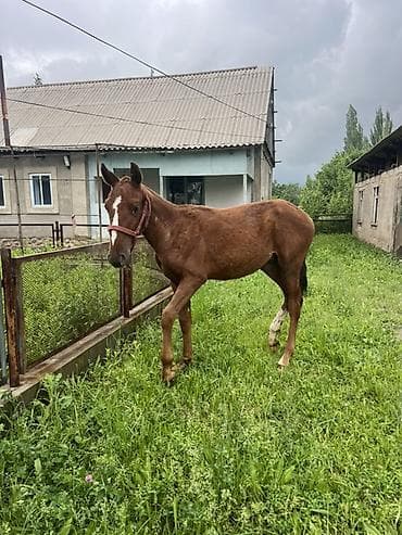 жорго лошадь: Продаю | Жеребенок | Конный спорт — 2