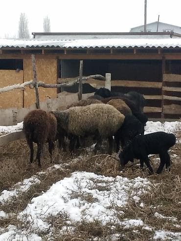 овцы токмок: Продаю | Овца (самка), Ягненок, Баран (самец) | Для разведения | Котные, Матка, Ярка — 5