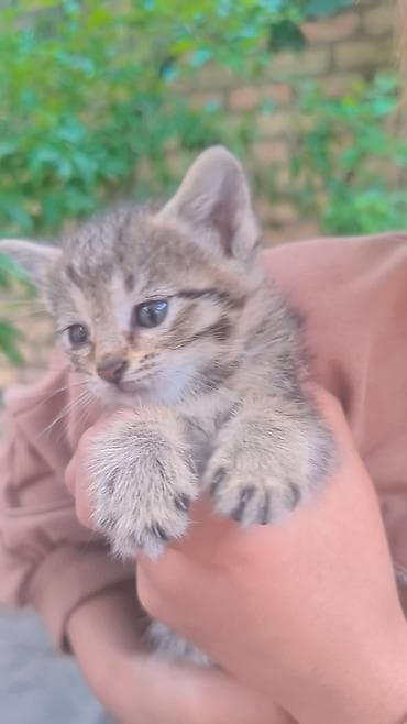 каракол кошка: Отдам 1 мец котят в хорошие и добрые руки — 7