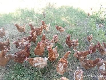 плимутрок куры: Продаю | Куры | Несушки — 5