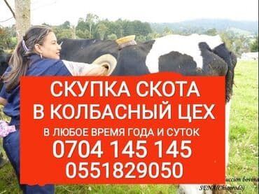 оборудование для кур: Сатып алам | Уйлар, букалар, Жылкылар, аттар, Башка а/ч жаныбарлары | Күнү-түнү, Бардык шартта, Союлган — 1