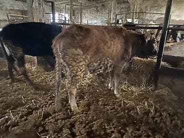 Кошки: Продаю | Корова (самка), Тёлка — 3