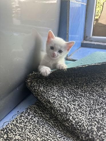 scottish fold: Беспородная, 1 месяц, Девочка, Белый, Приучена к лотку — 1