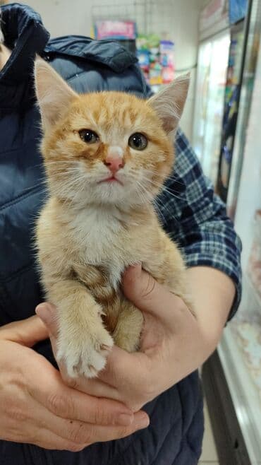 египетская кошка 2021 оригинал: Кошка даром: Тайская, 2 месяца, Девочка — 1