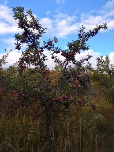 клубника урук: Яблоки — 9