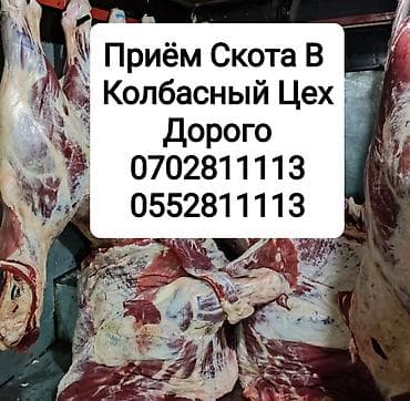 жер уй бишкек сатылат: Сатып алам | Уйлар, букалар, Жылкылар, аттар | Союлган, Акысыз жеткирүү — 1