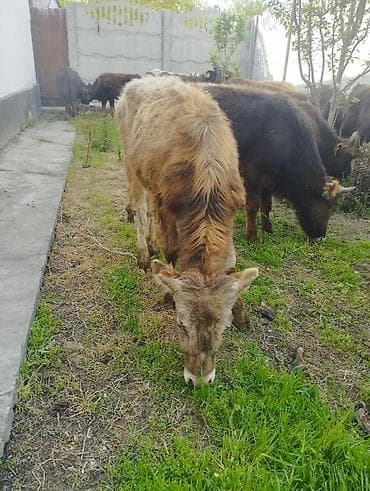 кой сойушка: Продаю | Бык (самец) | Алатауская | На откорм — 3