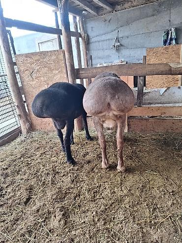 кошка мышык: Сатам | Кочкор (эркек) | Гиссар | Көбөйтүү үчүн | Асыл тукумдуу — 4