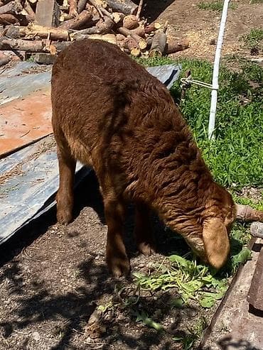 на ферму: Продаю | Ягненок | Для разведения — 1