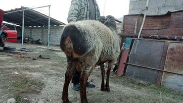 енот животное: Продаю | Баран (самец) | Арашан — 3