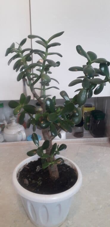 лимон цена за кг бишкек: Саженцы лимонов 2т.с.,5т.с — 10