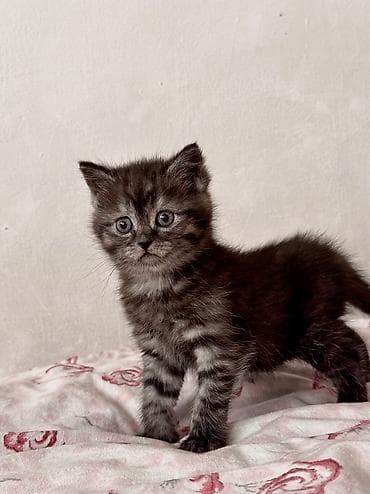 шотландская коричневая кошка: Скотиш Страйт (Шотландская прямоухая), 2 месяца, Мальчик, Шоколадный, Метис, Приучена к лотку, Проглистована — 5