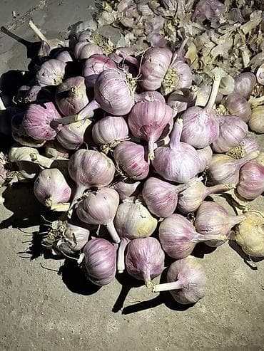 оптовые цены на мясо: Чеснок Оптом — 3