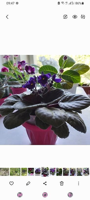 продам клубнику: Горшечные растения: 1) Алоэ (взрослый куст в пластиковом кашпо с — 8
