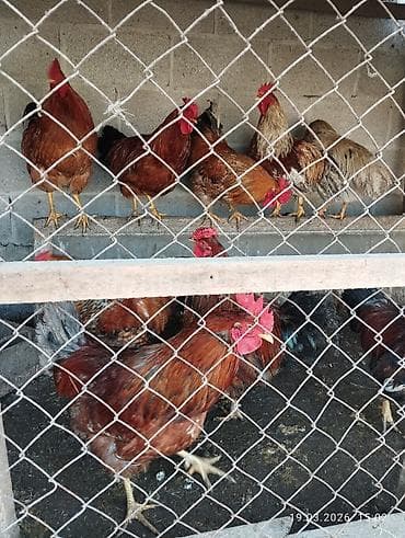 купить яйцо инкубационное бройлера: Продаю | Куры | Домашняя | Для разведения — 6