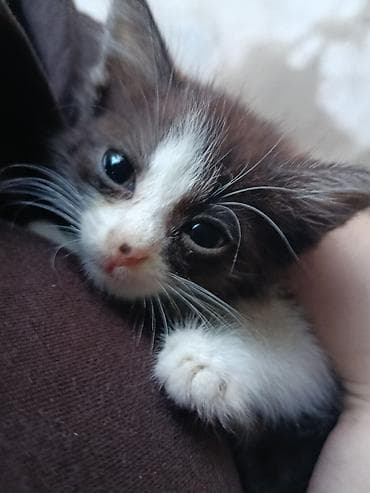 приму в дар котенка: Кошка даром: Беспородная, 1 месяц, Девочка, Метис — 1