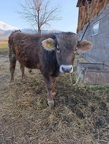 козу сатылат бишкек: Сатам | Бука (эркек) | Бордоп семиртүү үчүн | Байланган — 1