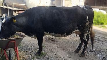 продаю телка: Продаю | Корова (самка) | Для молока — 2