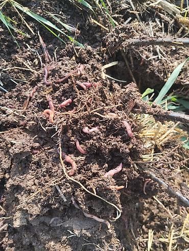 тиомочевина купить: Удобрение Гумус, Самовывоз — 6