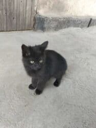 4 месяца, Мальчик, Метис