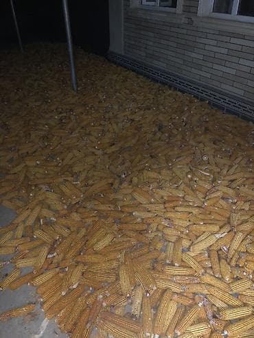 Кукуруза сухая. Подходит для кормления сельскохозяйственных at lalafo.kg Кукуруза сухая. Подходит для кормления сельскохозяйственных