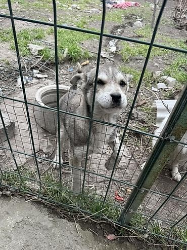 номер приюта для животных бишкек: Щенок метис среднего размера - Возраст: примерно 2–4 месяца (по зубам — 2