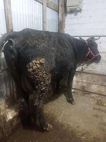 Услуги ветеринара: Продаю | Корова (самка) | Полукровка, Голштин, Алатауская | Для разведения, Для молока | Стельные, После отела, Привязанные — 5