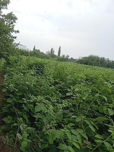 марс: Участок сатылат сокулукта 6 сотых. 108$ баасы — 3