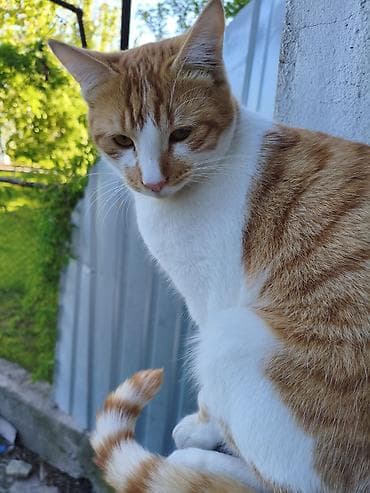 кошке: Кошка даром: Беспородная, Мальчик — 2