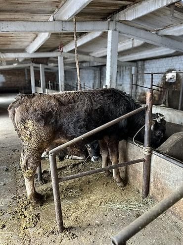 швицкой: Продаю | Бык (самец) | Швицкая | На откорм, На забой | Племенные — 1