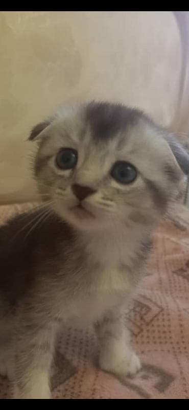 шотлан: Шотландский вислоухий котёнок (Scottish Fold) - Окрас — 4