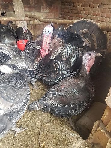индюк бик 6: Продаю | Индюшка (самка), Индюк (самец) | Северокавказская — 1