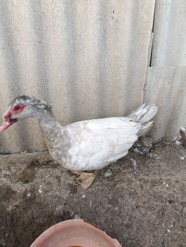 птица домашняя: Индоутки селезни (мускусные утки), окрас: голубой серебро — 4