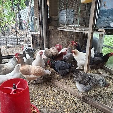 продаю инкубатор: Продаю | Куры | Домашняя | Для разведения, Несушки — 5