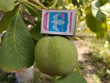 купить шкаф для одежды бишкек: Продаю Саженцы. больших грецких Орехов . Их можно сажать с осени до — 4