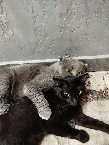 услуги грумера для кошек: Кошка даром: Британская короткошёрстная, 1 год, Мальчик, Приучена к лотку, Проглистована, С документами — 1