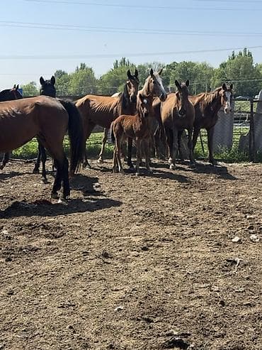 щенки мопсы: Продаю | Кобыла (самка) | Полукровка, Дончак, Английская | Для разведения, Для молока | Племенные — 9