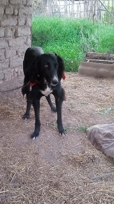 купить собаку доберман в бишкеке: Тайган, 1 месяц, Самец — 7