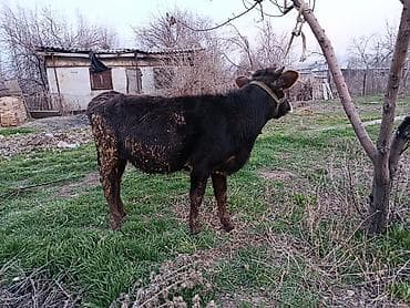 продажа быков: Продаю | Бык (самец) | На откорм | Привязанные — 4