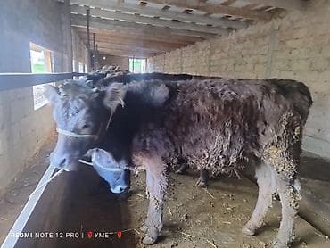 Продаю | Тёлка | Полукровка | На откорм | Привязанные — 2