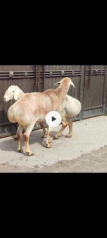 американские були: Продаю | Баран (самец) | Гиссарская | На забой — 3