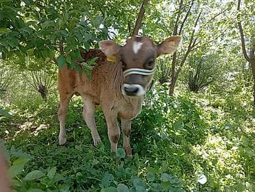 мексиканская голая собака: Продаю | Музоо, торпок | Джерсейская | Для разведения — 3