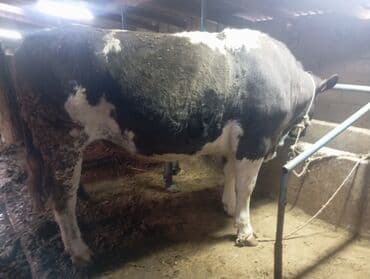 Иттер: Сатам | Бука (эркек) | Бордоп семиртүү үчүн | Байланган — 5